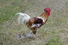 brown rooster with white tail on grass