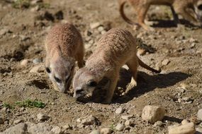 meerkats digging in the ground