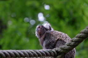 Monkey on a rope in nature