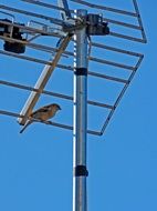 Sparrow little bird at Antenna scene