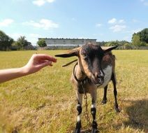 person’s hand stretched to leashed goat at farm landscape