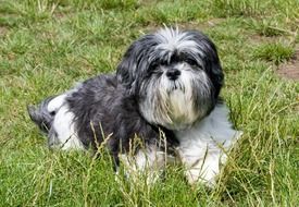 Shih Tzu on green grass