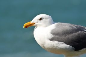 seagull on coast in oregon