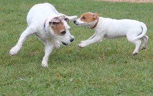 playing thoroughbred dogs in the meadow