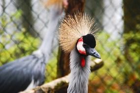 Crane Color Birds