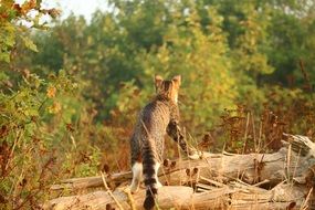curious young tiger cat
