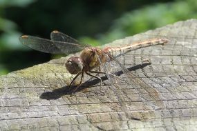 Dragonfly Insect close-up on blurred background