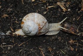 white snail on the ground