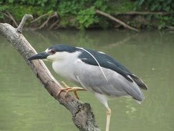 Black Crowned Night Heron perched dry Branch above water