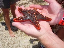 Starfish Africa