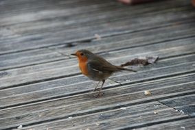 Robin bird on the terrace in winter