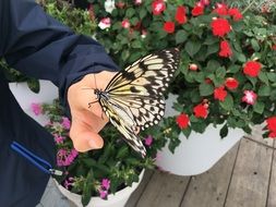 tiger butterfly on the hand macro