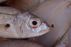 fish close-up