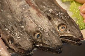 Spanish fish in the market stall close-up