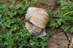 unique Snail in green plants