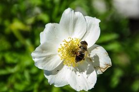 bee on the spring flower