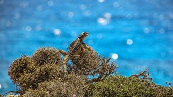 lizard on the coastal plants