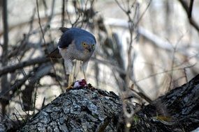 blue bird on a tree