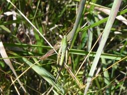 grasshopper on a thin sheet of grass