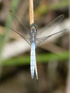 blue dragonfly near the pond