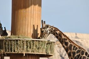 giraffe eating grass from the feeder