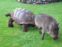 Turtle and Warthog