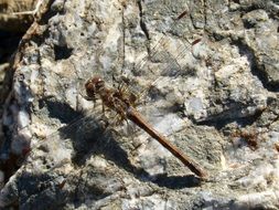 dragonfly on a gray stone