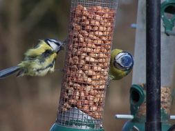 two tits on the feeder