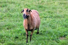 brown farm sheep