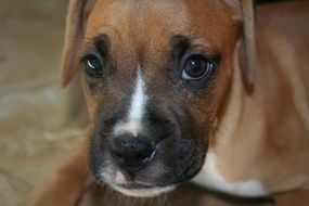 puppy muzzle of the breed boxer