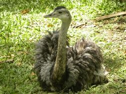 fluffy ostrich lies in the thicket