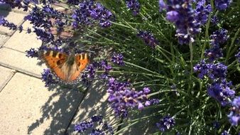 bright butterfly on the flower bed with violet flowers