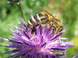 Bee on purple Blossom close-up on blurred background