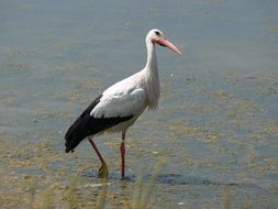 stork on the waterfront