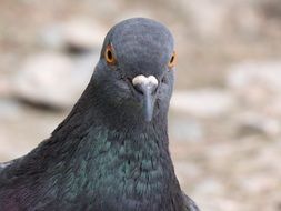 pigeon head against a background of stones close up