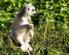 Beautiful and cute lemur in Madagascar