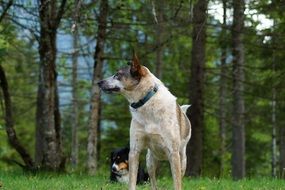 Dog Forest Animal