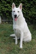 White Shepherd Dog