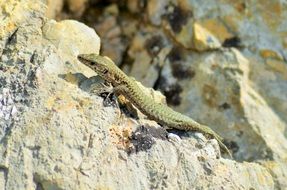 amazingly beautiful Lizard Reptile