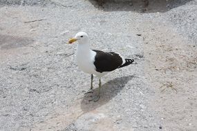 South Africa Seagull