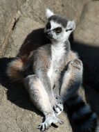 lemur sitting near a stone
