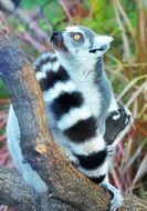 cute lemur in wildlife