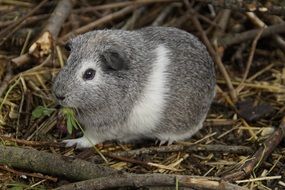 white grey guinea pig