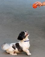 cute playful black and white dog