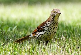a bird in a green garden