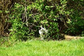 black and white cat outdoor