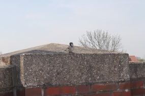 sparrow on a stone wall