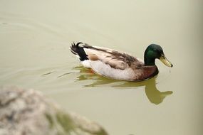 mallard drake swimming at waterside