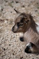 amazingly beautiful Kid Animal