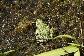 water frog on the pond